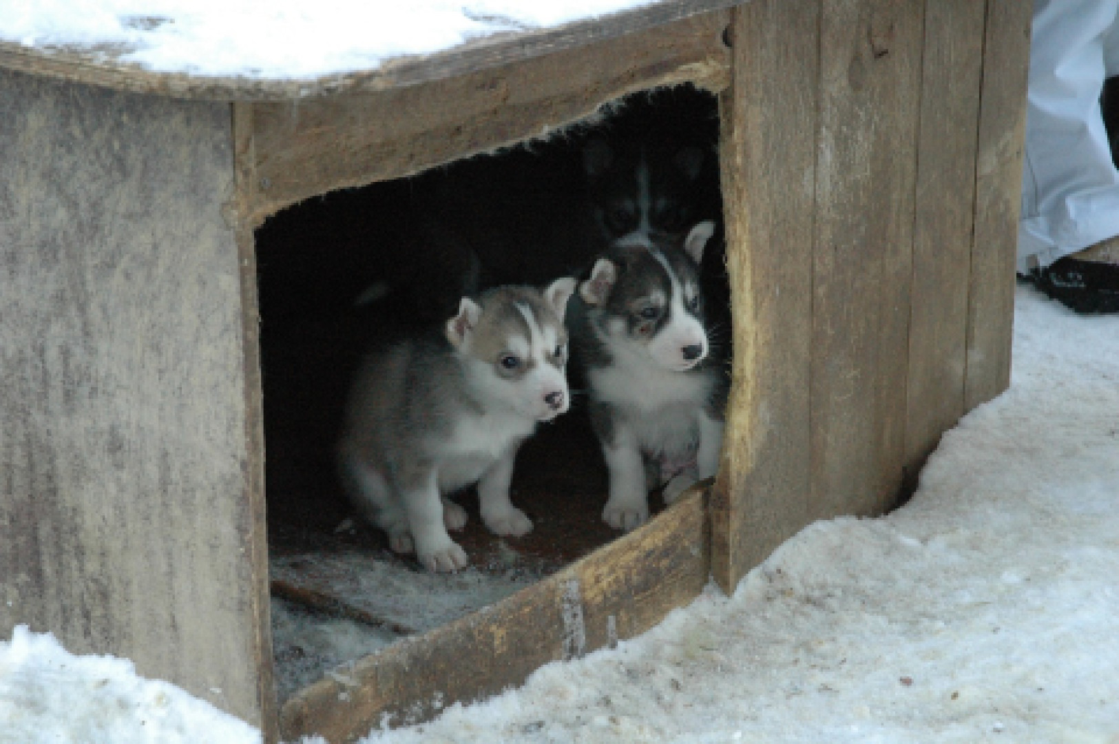 Itt a tél - A kutyaház szigetelése