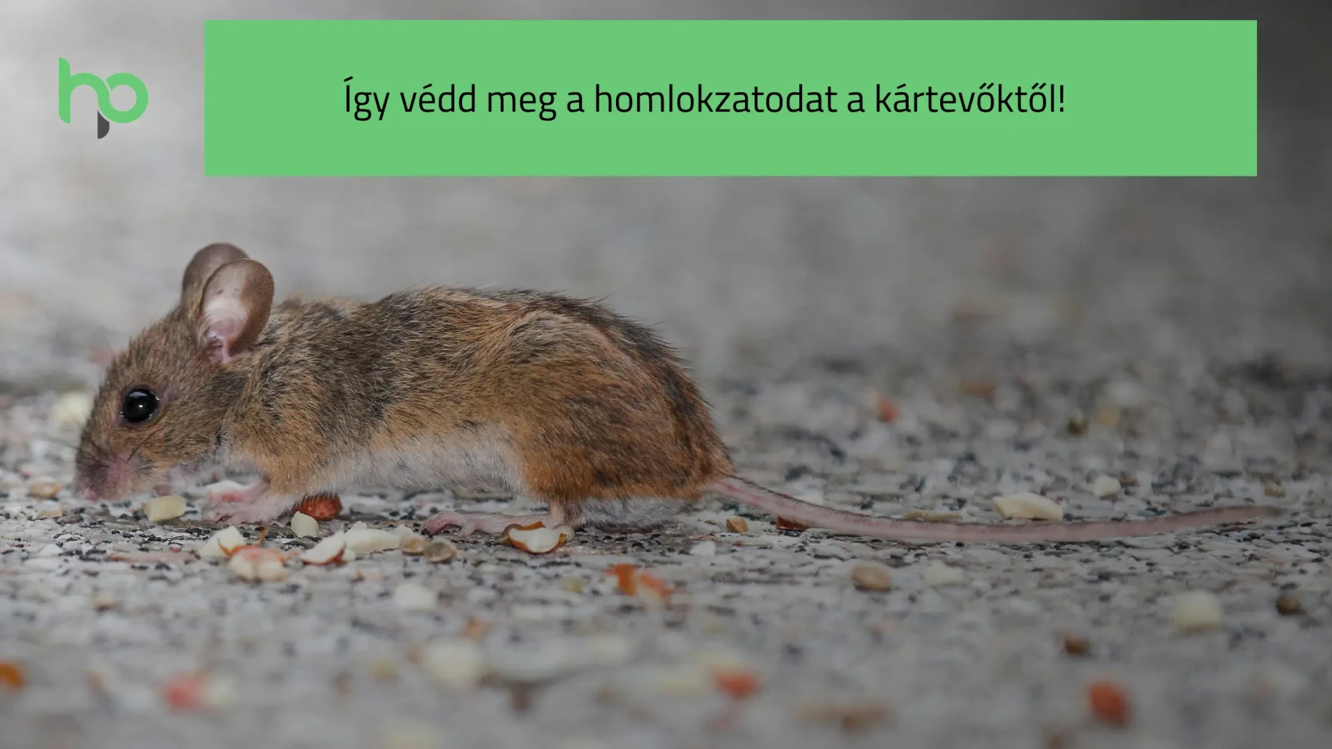 Így védd meg a homlokzatodat a kártevőktől!